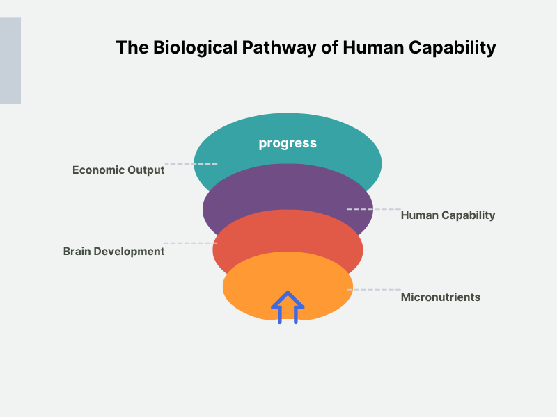 Diagram showing the biological pathway from micronutrients to brain development to human capability to economic output to progress